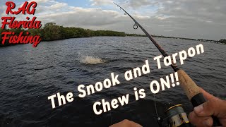 Snook and Tarpon on Inshore Docks and Backwater Mangroves [upl. by Ahsinrac103]