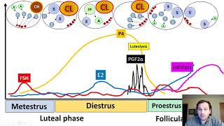 Physiology of the Estrous cycle and follicular growth waves in cattle [upl. by Holly-Anne614]