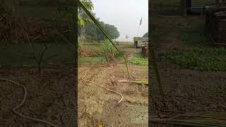 Kamsar farming 🧺viralvideo [upl. by Gaw]