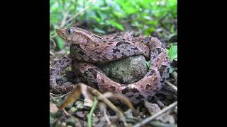 Bothrops asper [upl. by Quent]