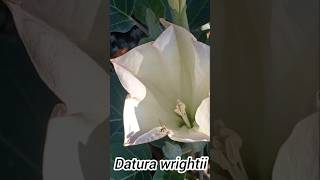 Datura wrightii [upl. by Mayes]