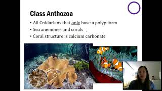 Sponges amp Cnidarians  Part 2 [upl. by Analat7]