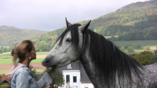 Wenn Pferde flüstern Lene Husch und ihre Pferde When Horses Whisper [upl. by Copp187]