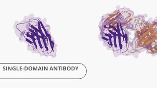 Single Domain Antibody amp Antibodies from Abcore [upl. by Viglione]