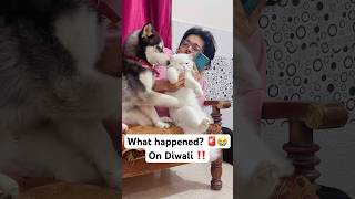 Diwali Disaster Alert 🚨😨 shorts dog husky trendingsongs [upl. by Hajin]