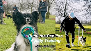 🇬🇧파피용 품이의 어질리티 훈련기  Pumi the Papillon’s Agility Training [upl. by Bortman]