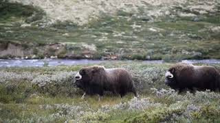 Muskox pižmoň severský Ovibos moschatus [upl. by Aivekal893]