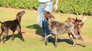 How to Clean and Maintain a German Wirehaired Pointers Coat [upl. by Ttezil942]