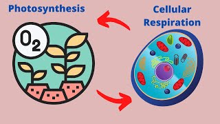 Relationship between Photosynthesis and Cellular Respiration [upl. by Valiant]