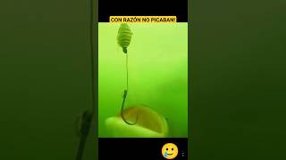 con razón jajaja 🎣🐟 pescadecosta pescador pesca pescando masa linea rod hook fishing [upl. by Siubhan103]