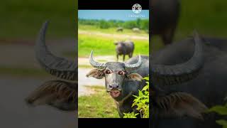 Funny video of cow shorts satyasuperfunn funny comedy ytshorts satyacomedy [upl. by Ticon538]