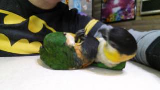 Caiques playing [upl. by Indira]