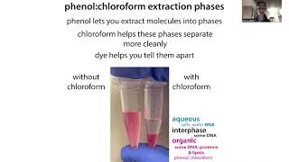 TRIzol extractions of RNA DNA and protein [upl. by Netsriik]