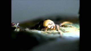 Ladybird Emerging from Pupa Real Time [upl. by Surbeck201]