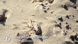 How Are Dinosaur Fossils Discovered and Collected [upl. by Hahnert]