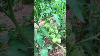 seminis topquality tomato [upl. by Lotsyrc]