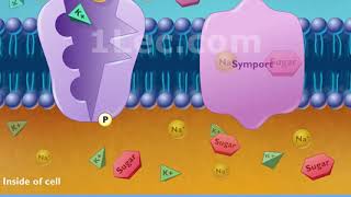 Cotransport symport and antiport [upl. by Anaitit]