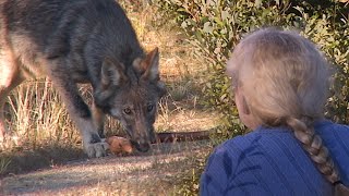 AU PAYS DU LOUP avec Gisèle Benoit Épisode 33 – Pèlerins des loups [upl. by Letizia27]