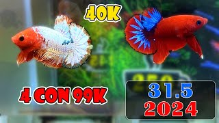 315 Mini Game 165  4 CON 99K  ĐỢT CÁ BETTA  NEMO GLX 241  341 ZL O9433OO365 [upl. by Joacima]