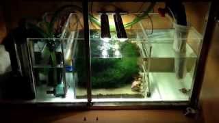 New Ecosystem Miracle Mud Refugium Day 1 [upl. by Nwhas]