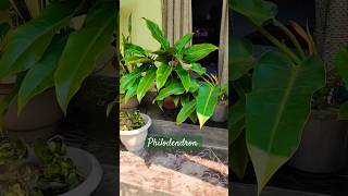 philodendron care tips repotting [upl. by Irolav]