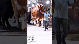 Gigantic red Holstein Friesian bull exhibits his power while exiting the barn at Brownies Ranch [upl. by Idonah820]