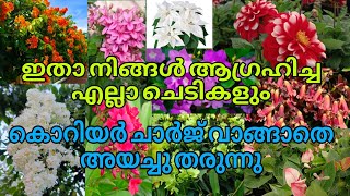 🥰💐🌹കൊറിയർ ചാർജ് വാങ്ങാതെ ഞങ്ങൾ അയച്ചു തരുന്ന കോമ്പോ ഓഫിറുകൾ വാങ്ങാം വേഗം പോരെ gardening reels [upl. by Torrie]