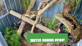 GIPPSLAND WATER DRAGON ENCLOSURE TOUR [upl. by Gaither]