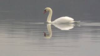 Lake BellaireSolo swan swims by on a very calm day111524 [upl. by Haddad]