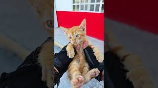 Parte 1 😺 RESCATE un GATITO de la CALLE adopta gatitos cute shorts viral funny rescateanimal [upl. by Pelagias]