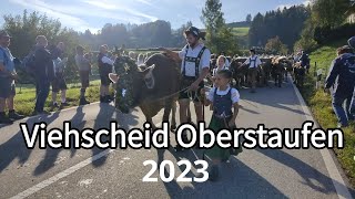 Viehscheid Oberstaufen 2023  Alpabtrieb im Allgäu [upl. by Alrats]