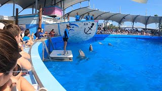 Dolphin Show at the Miami Floridas best Seaquarium [upl. by Aidin]