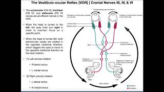 Vestibuloocular Reflex VOR  Structure amp Physiology [upl. by Eipper851]