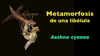 Metamorfosis de una libélula Aeshna cyanea [upl. by Cogswell]