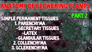 Simple permanent tissues ll Anatomy of flowering plants [upl. by Atekin]