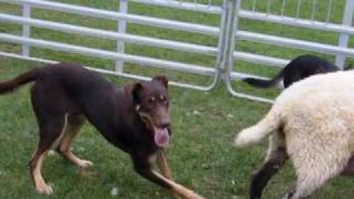 A young kelpie learns to back sheep in the race  Lyndhurst Shadow [upl. by Matilde]