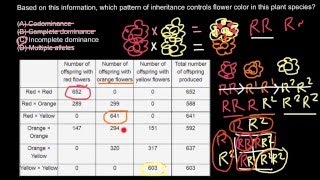 Dominance Codominance Incomplete dominance Multiple alleles explained [upl. by Heringer]