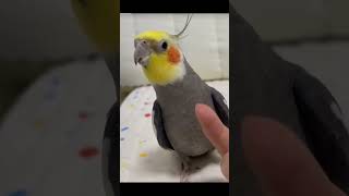 Me and my cute baby cocktail best moment news cocktail birds beautiful viralvideo viralshort [upl. by Rysler]