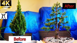 How to make bonsai 🌲 White spruce Picea glauca conica 🎄 From Christmas tree la bonsai [upl. by Leler]