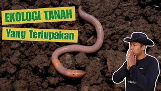 TANAH INI ANTI PUPUK  SUBUR TANPA PUPUK [upl. by Kries558]