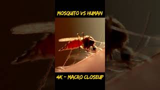 Mosquito Sucking Blood  4K Close Up  Mosquito Sucking Sound Effect  Mosquito Bite [upl. by Akina]