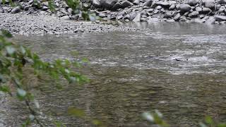 Return of Salmon to the Elwha River [upl. by Tahp]