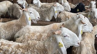 🚨Tabaski2023 élevage de moutons l’ensilage comme alternative à l’alimentation [upl. by Noli312]