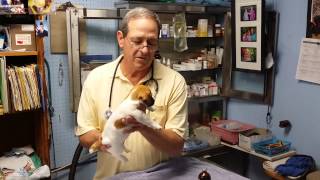 Snow Creek Jack Russells Veterinarian Talks About Their Jack Russell Puppies [upl. by Leahplar611]