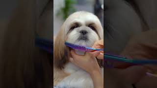 Shih tzu grooming teddy bear cut ✂️❤️🐶 sooo cute [upl. by Navada28]