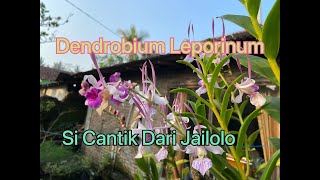 Anggrek Dendrobium Leporinum Si Cantik Dari Jailolo [upl. by Benzel]