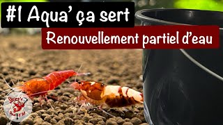 Pourquoi changer leau de laquarium  3 Effets pour réussir l’élevage des crevettes [upl. by Noram995]