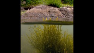 Friends From the Field Seaweed – A Vital Resource and Habitat [upl. by Norrek]