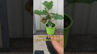 How to grow kiwi plant from kiwi seeds kiwi seeds growing trending shorts gardening [upl. by Osner]