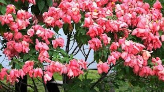 मुसेंडा फूल Mussaenda flower plant evergreen and long lasting flower [upl. by Abita]